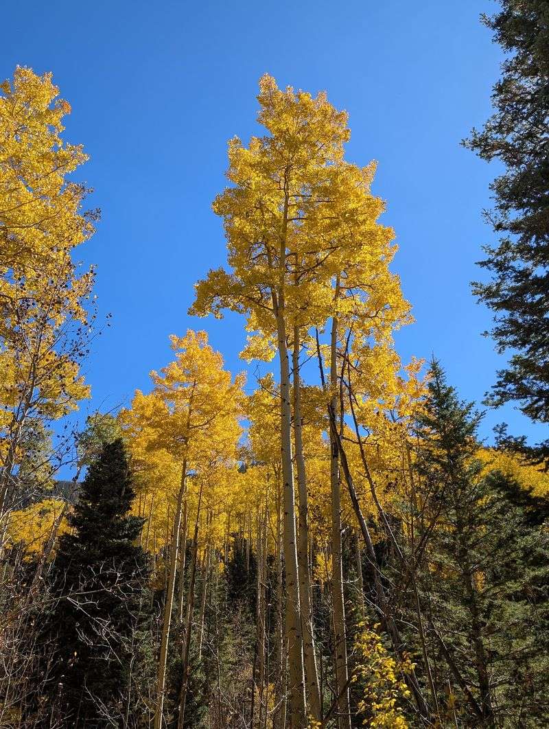 Fall Color Takes Over From The First Step