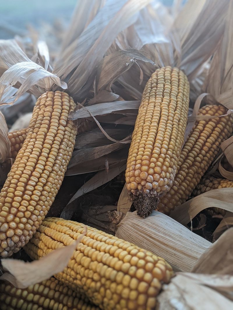 The Corn Flag Signals When The First Harvest Arrives