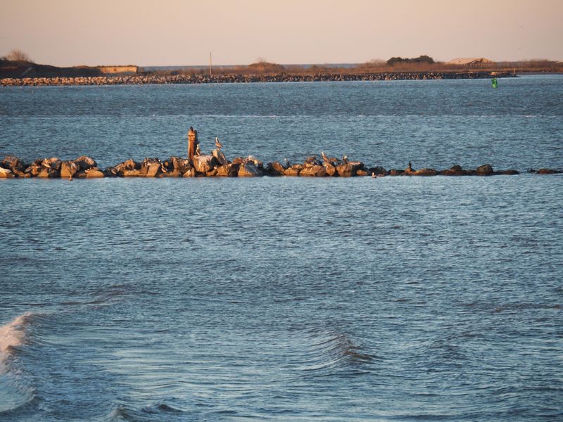 Birds, Dolphins, And Coastal Wildlife