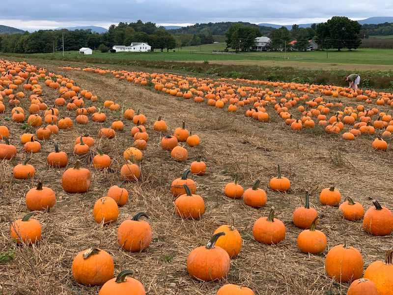 Fall Festivals Add Wagon Rides And Family Activities