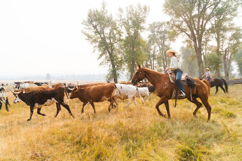 Riders Actually Help Gather And Move The Cattle