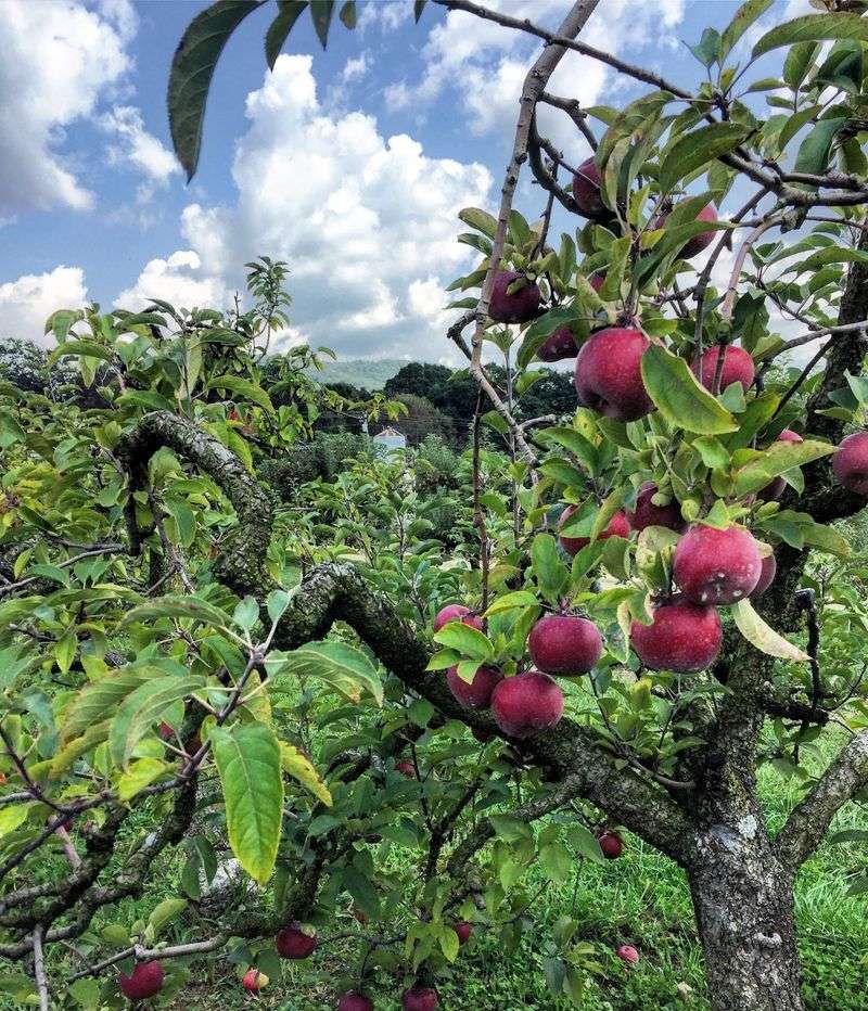 Apple Picking Starts The 2026 Season On September 1