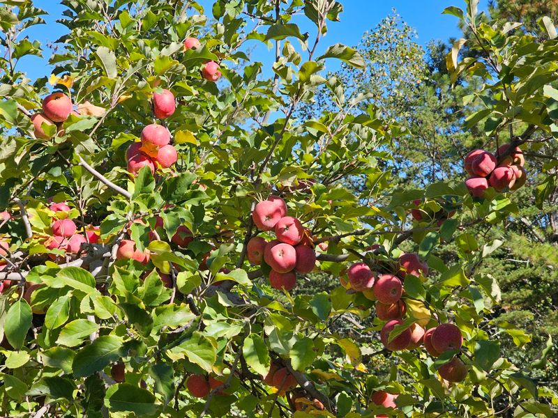 September Brings Several Apple Varieties Into The Same Harvest Window