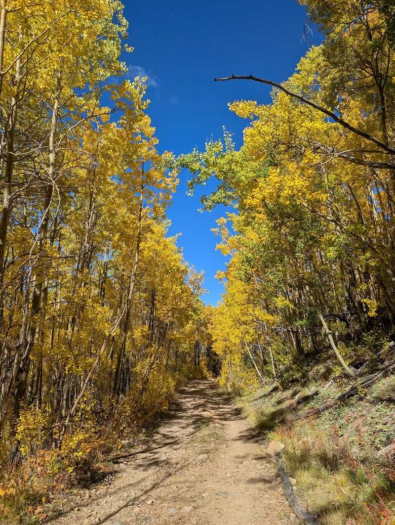 Walk Beneath A Canopy Of Gold