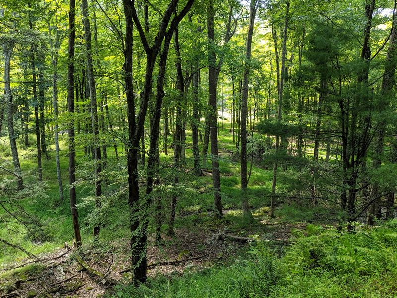 An Ancient Forest Hiding In Plain Sight