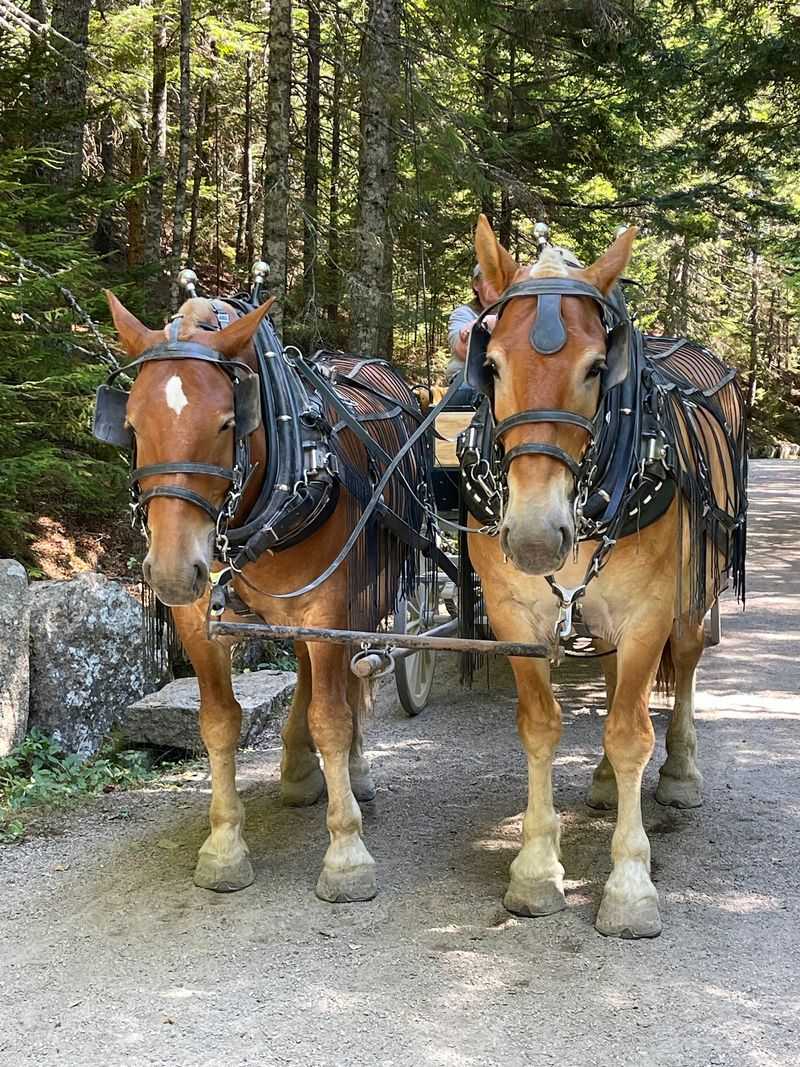 Rockefeller Built The Roads For Carriages Rather Than Cars