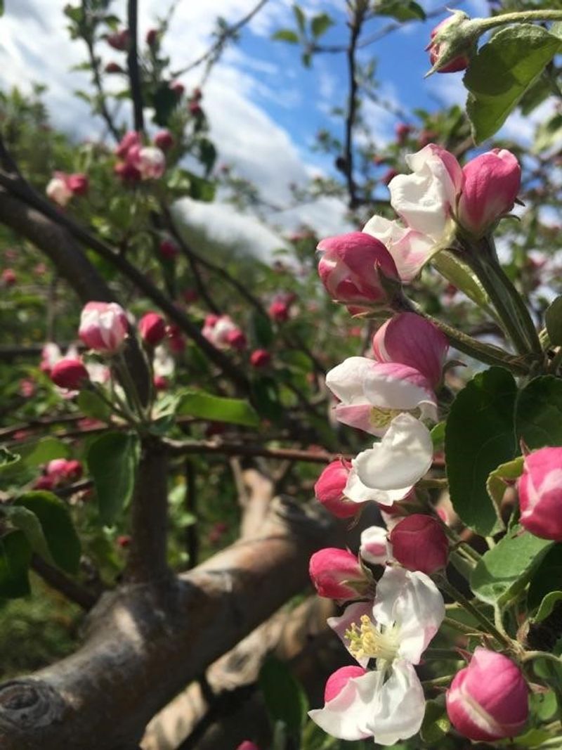 Gavin Orchards Starts The Weekend In Coopersville