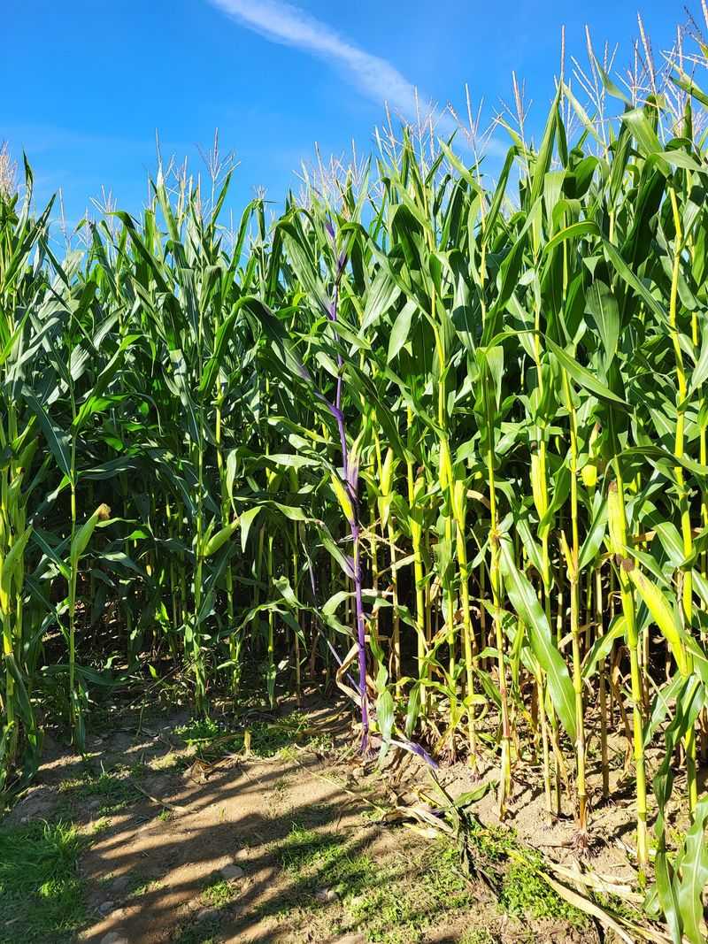 The Four-Acre Corn Maze Sets The Pace