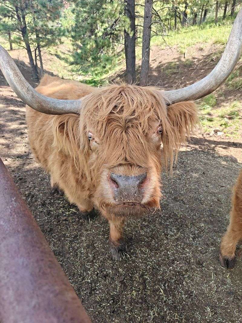 Meet The Rescued Animals Up Close