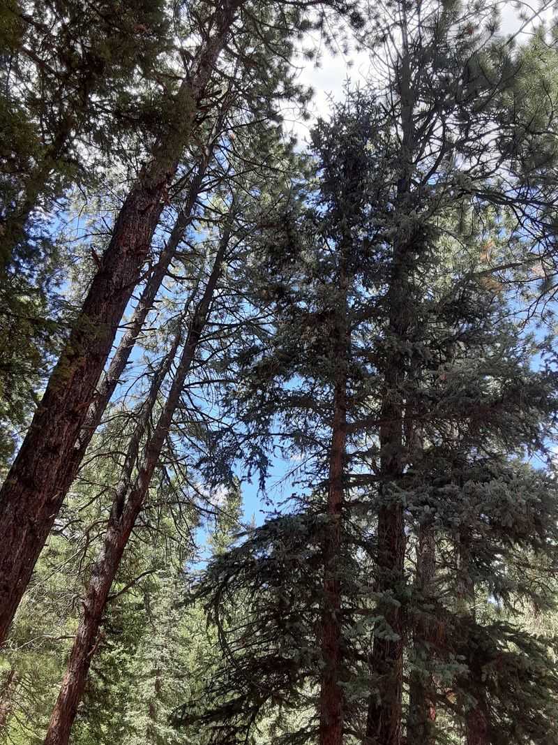 Elk Calls Roll Through The Pines