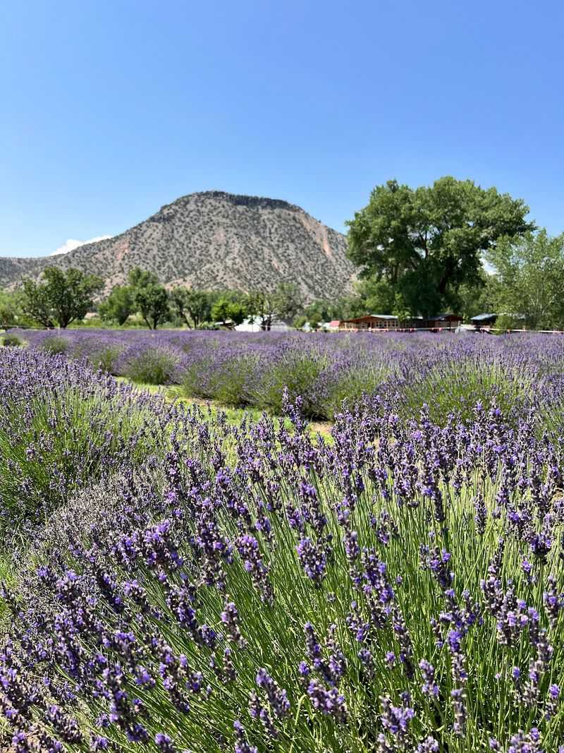 A Fragrant Hideaway in the Chama River Valley