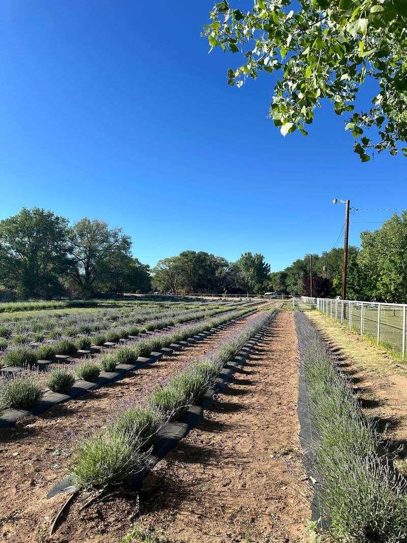 A Working Flower Farm Just Off the Interstate
