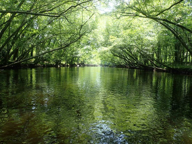 The Lumber River Is A Rare Blackwater Landscape