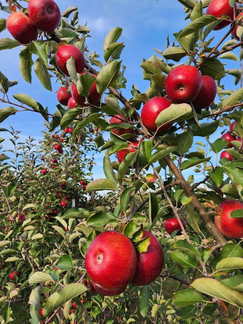 Apple Picking Changes As The Season Moves Along