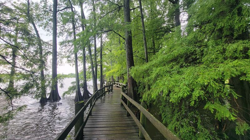 The Lake's Cypress Swamps Create Natural Snake Habitat