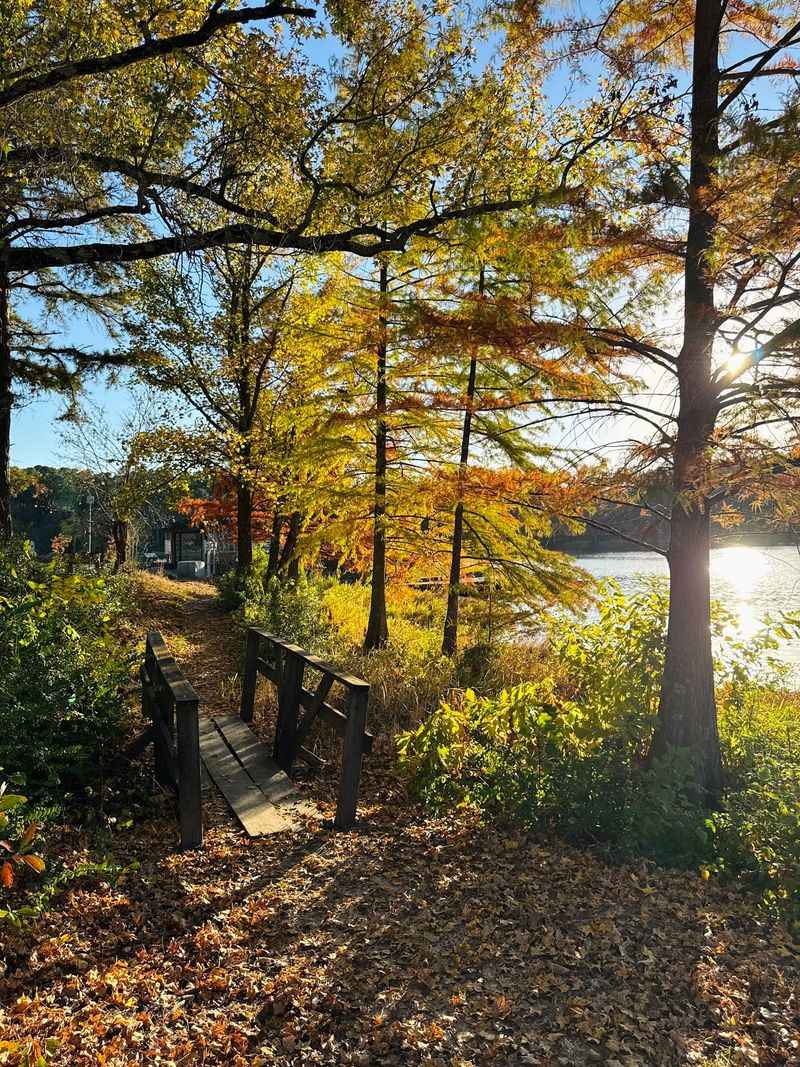 Hardwoods Bring Fall Color Into The Pineywoods