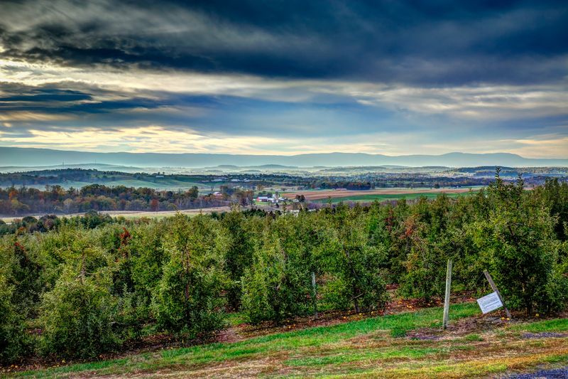 The Showalter Family Began Farming Here In 1965