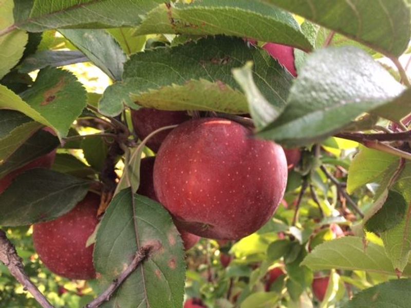 The Farm Has Been Growing Fruit For Generations