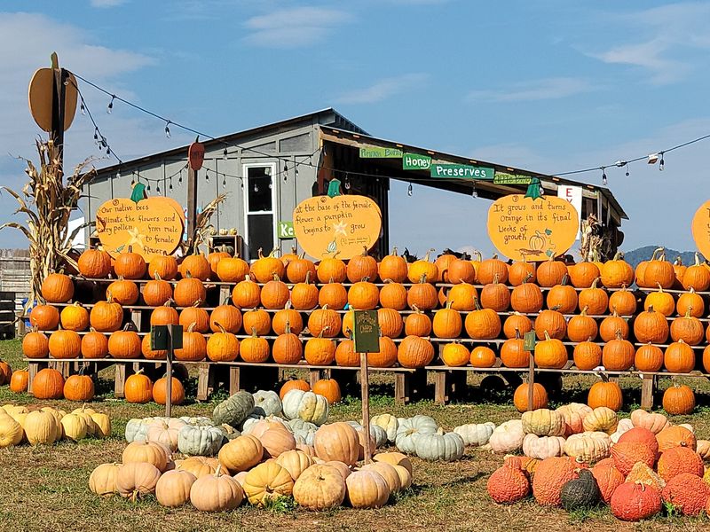 Thousands Of Pumpkins Put Fall Front And Center
