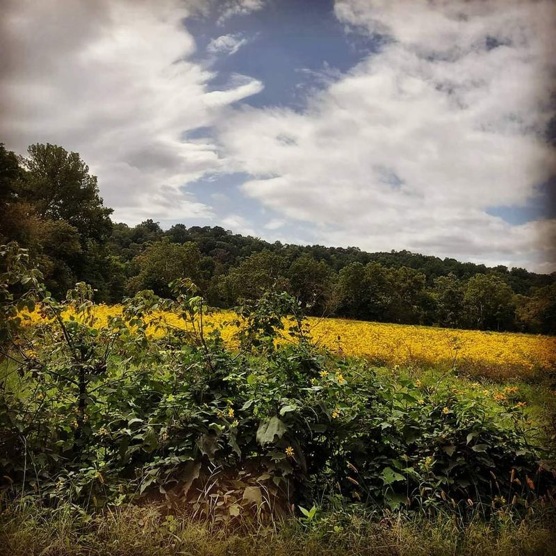 Fields Of Gold Is A Regional Trail, Not One Road