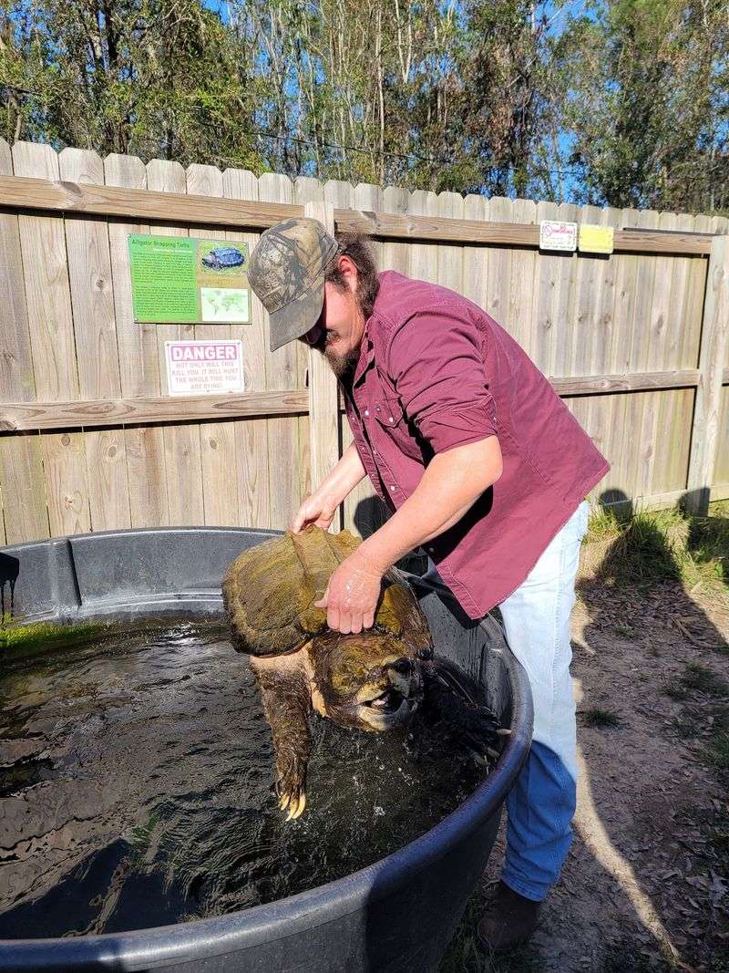 The Giant Snapping Turtle And Its Shelled Companions