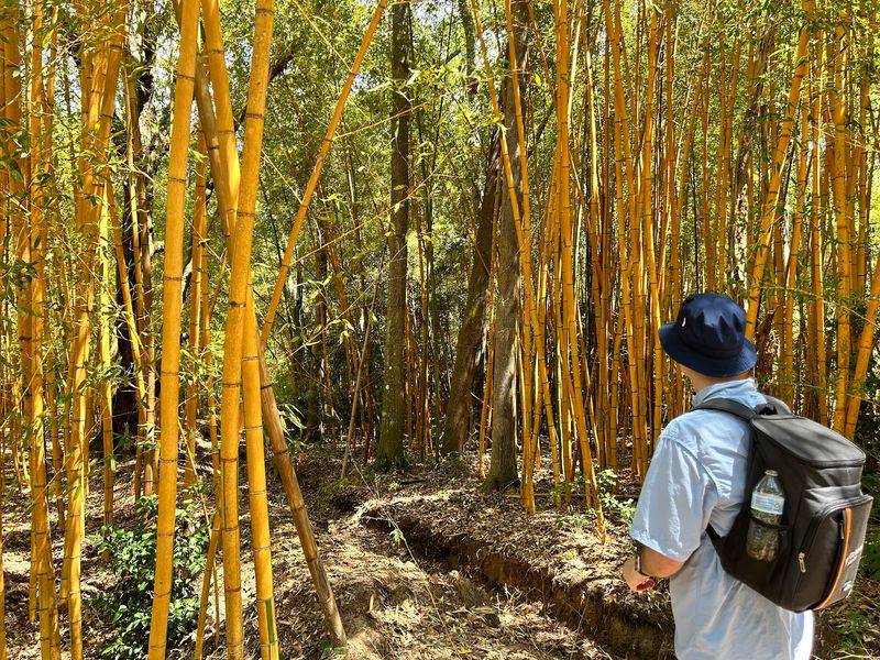 The Lost Grove Hidden Behind Bamboo