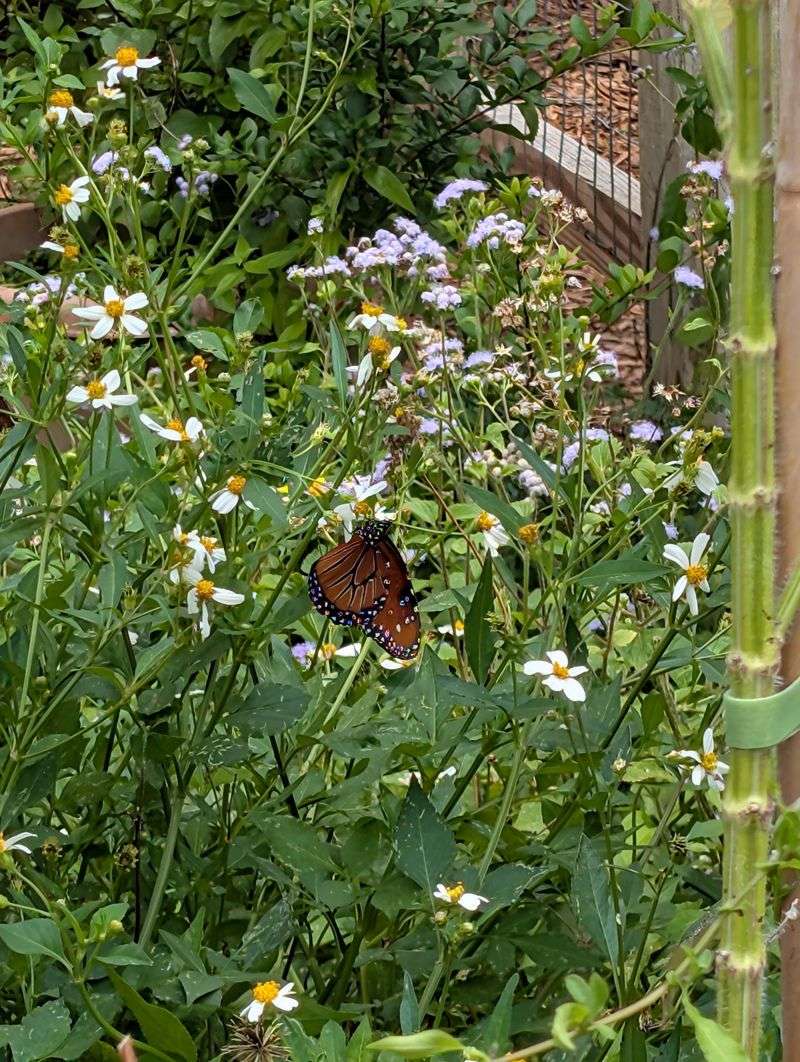 Butterfly Tampa