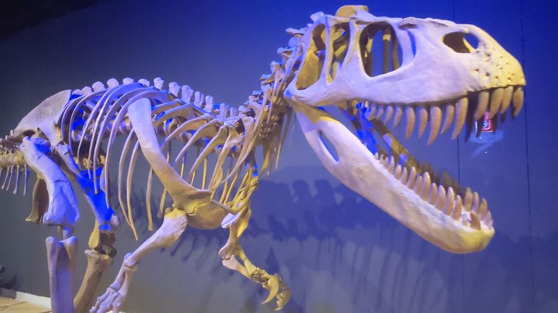 The 40-Foot Torvosaurus That Steals The Show