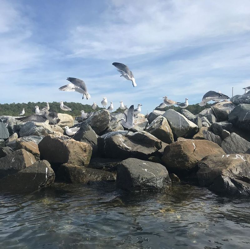 Fall Brings A Major Bird Migration Stop