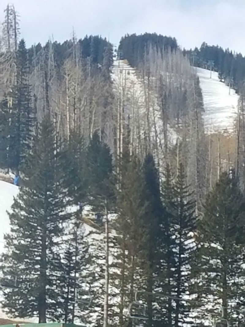 Ski Apache and the Pull of Fresh Powder