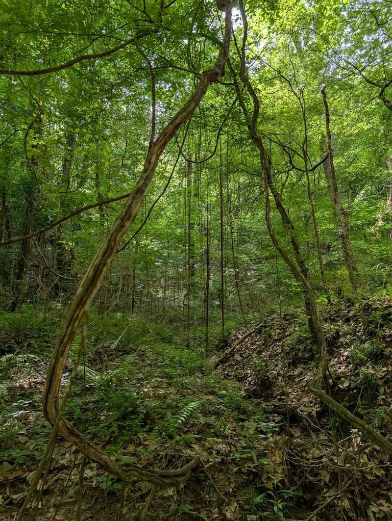 A Forest Unlike Anywhere Else In The State