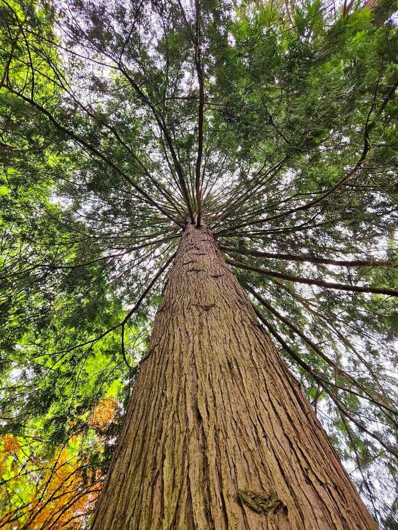 Giant Sequoia Standing Guard Over The Landscape