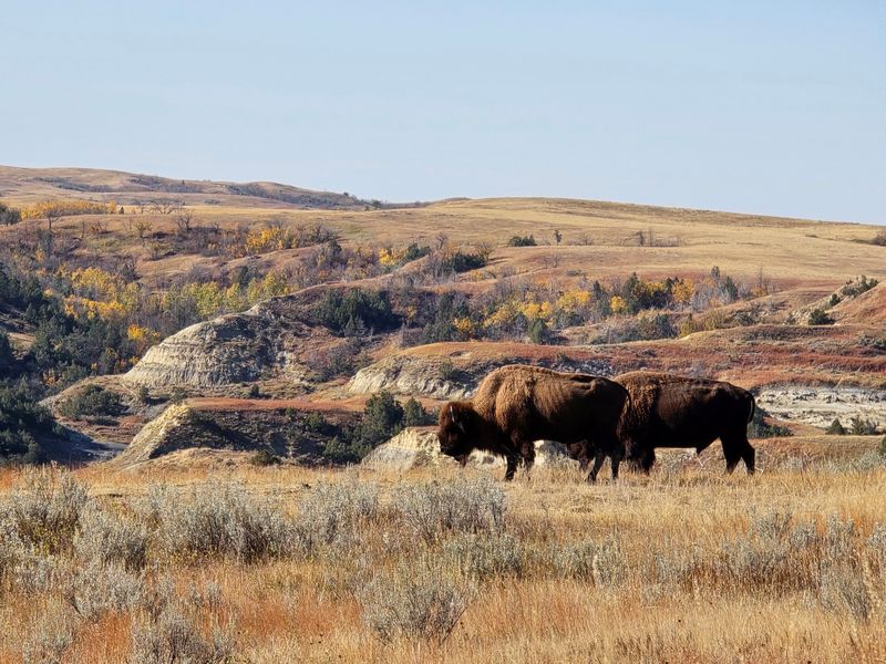Bison Can Change The Plan In A Hurry