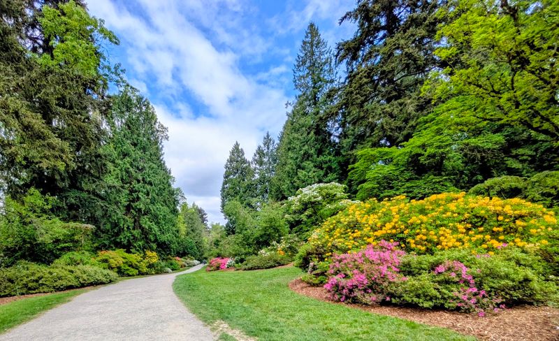 Azalea Way In Full Spring Bloom