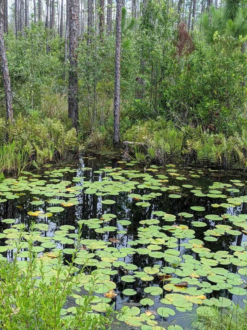 Lower Coastal Plain
