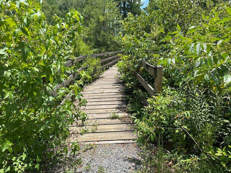 Notice How The Forest Is Taking It Back