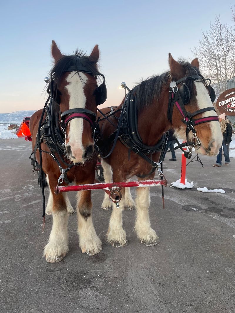 Horses Are Central To The Ranch, Not A Guaranteed Meet And Greet