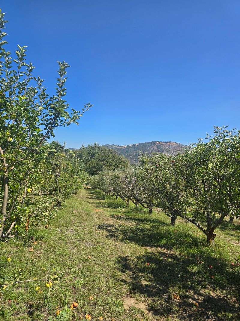Apple Lane Orchard, Julian, CA