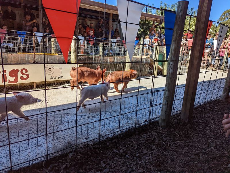 Pig Races Give The Schedule A Fixed Time