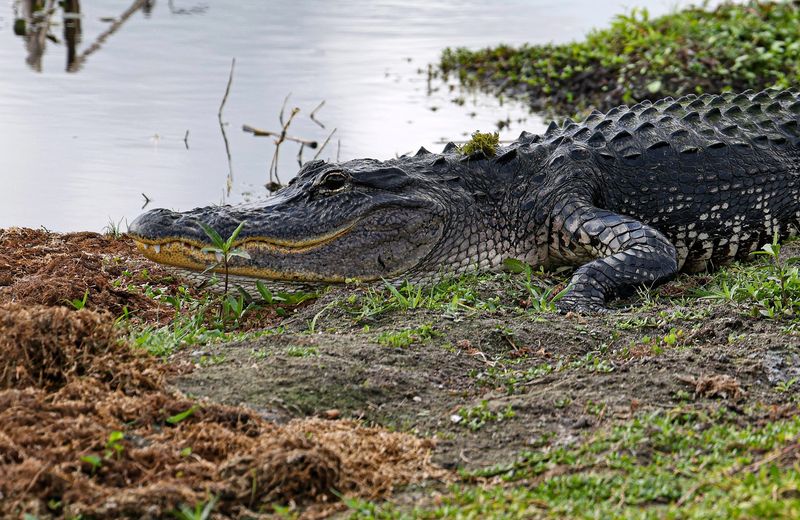 Orlando Wetlands