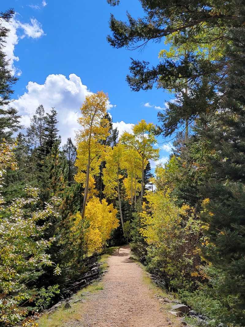 Aspens Turn The Mountainside Into A Show