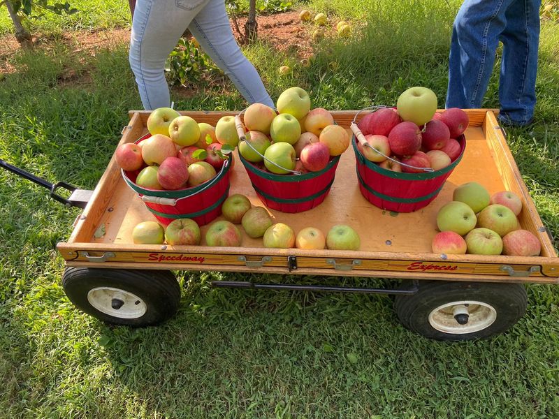 Apple Hill Orchard and Cider Mill, Morganton, NC