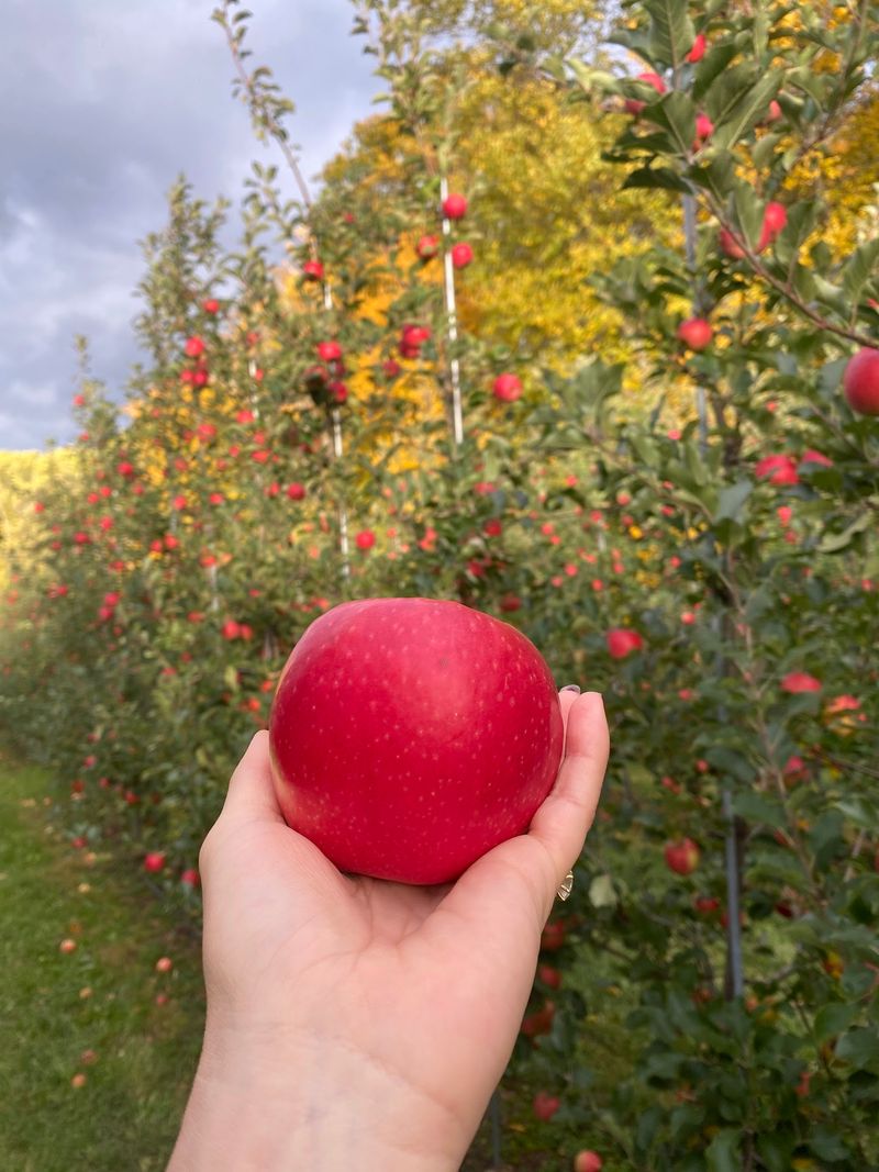 Solebury Orchards, New Hope, PA