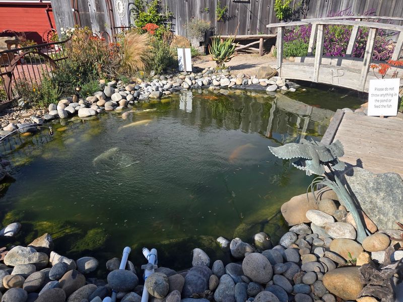 The Koi Pond and Garden Out Back