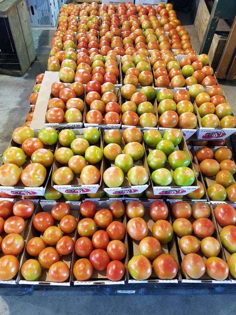 Famous Creole Tomatoes That Fans Wait All Year For