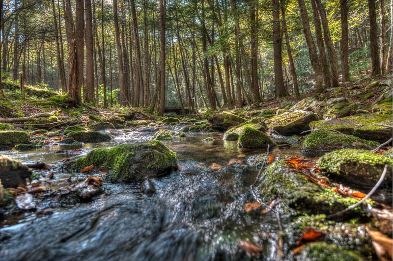 Ancient Trees Trail Deserves Your Boots