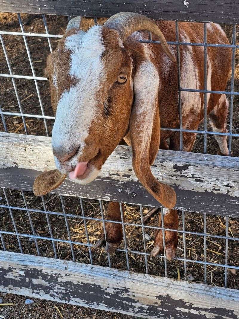 Farm Animals And A Few Loud Opinions