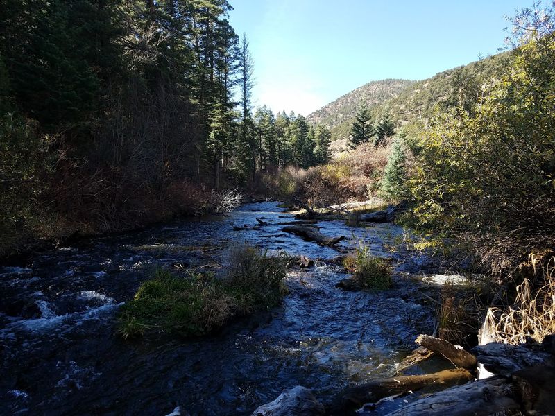 Trout Fishing Along the River
