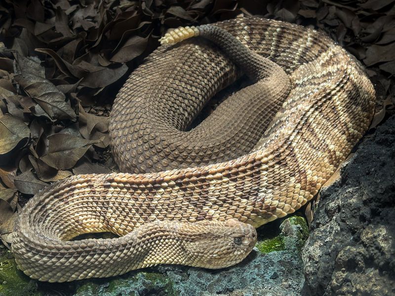 Meeting The Park's Quiet Rattlesnake Residents