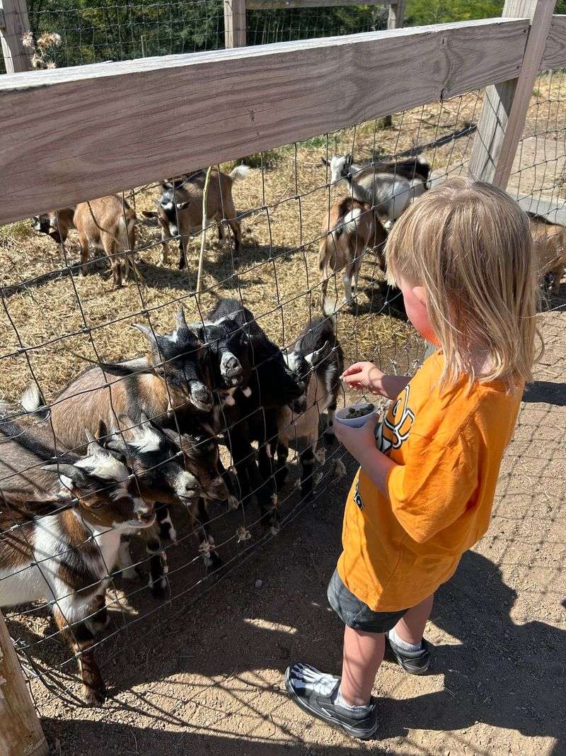 Farm Animals And A Barn Full Of Surprises